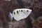 Banded archerfish Toxotes jaculatrix