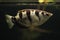 Banded archerfish (Toxotes jaculatrix)