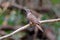 Banded Bay Cuckoo Cacomantis sonneratii Beautiful Birds of Thailand