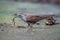 Banded Bay Cuckoo eating dead Mayfly.