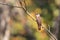 Banded Bay Cuckoo resting on a perch