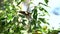 Banded Bay Cuckoo Tropical Birds in Southeast Asia.