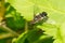 Banded Bee-fly - Genus Villa