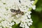 Banded Bee-fly - Genus Villa