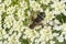 Banded Bee Fly - Genus Villa