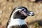 Banded black and white Humbolt penguin