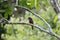 Banded Broadbill Eurylaimus javanicus perch on tree