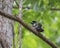 Banded Broadbill perching eye level on tree branch