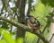 Banded Broadbill perching eye level on tree branch