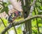 Banded Broadbill perching eye level on tree branch