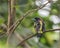 Banded Broadbill perching eye level on tree branch