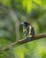 Banded Broadbill perching eye level on tree branch