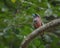 Banded Broadbill perching eye level on tree branch