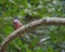 Banded Broadbill perching eye level on tree branch