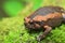 Banded bullfrog