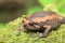 Banded bullfrog