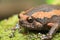 Banded bullfrog