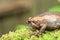 Banded bullfrog