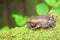 Banded bullfrog