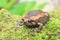 Banded bullfrog