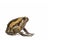 Banded bullfrog on white background
