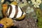 Banded Butterflyfish (Chaetodon striatus)