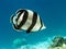 Banded butterflyfish (Chaetodon striatus)