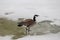 Banded Canada goose sitting on wet ice