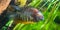 Banded cichlid, popular tropical aqaurium pet from the orinoco river of south america