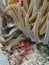 Banded clinging crab, Mithraculus cinctimanus. CuraÃ§ao, Lesser Antilles, Caribbean