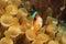 Banded Clownfish in anemone