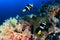 Banded Clownfish on a tropical coral reef