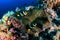 Banded Clownfish on a tropical coral reef