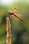 Banded Darter (Sympetrum pedemontanum)