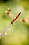 Banded Darter (Sympetrum pedemontanum)