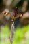 Banded Darter (Sympetrum pedemontanum)