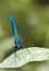 Banded demoiselle (Calopteryx splendens)