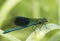 Banded demoiselle (Calopteryx splendens)