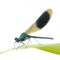 Banded Demoiselle - Calopteryx splendens