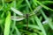 Banded demoiselle (Calopteryx splendens) female in spider\'s web