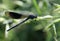 The banded demoiselle Calopteryx splendens is a species of damselfly belonging to the family Calopterygidae