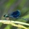 The banded demoiselle Calopteryx splendens is a species of damselfly belonging to the family Calopterygidae