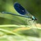 The banded demoiselle Calopteryx splendens is a species of damselfly belonging to the family Calopterygidae