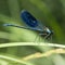 The banded demoiselle Calopteryx splendens is a species of damselfly belonging to the family Calopterygidae