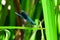 Banded Demoiselle Damselfly