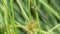 Banded demoiselle damselfly female on a grass stalk. Calopteryx splendens