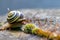 Banded garden snail with a big shell in close-up and macro view shows interesting details of feelers, eyes, helix shell, skin and