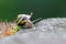 Banded garden snail with a big shell in close-up and macro view shows interesting details of feelers, eyes, helix shell, skin and