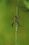 Banded Garden Spider   55847