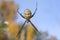 Banded Garden Spider (Argiope trifasciata)